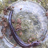 Jefferson Salamander