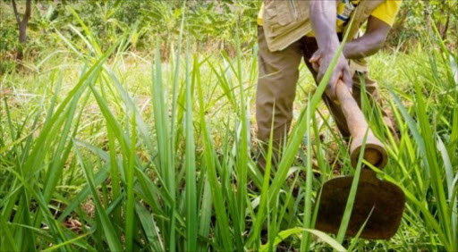 Members of Parliament have recommended amending section 25 of the constitution to allow for land expropriation without compensation.