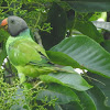 Grey-headed Parakeet