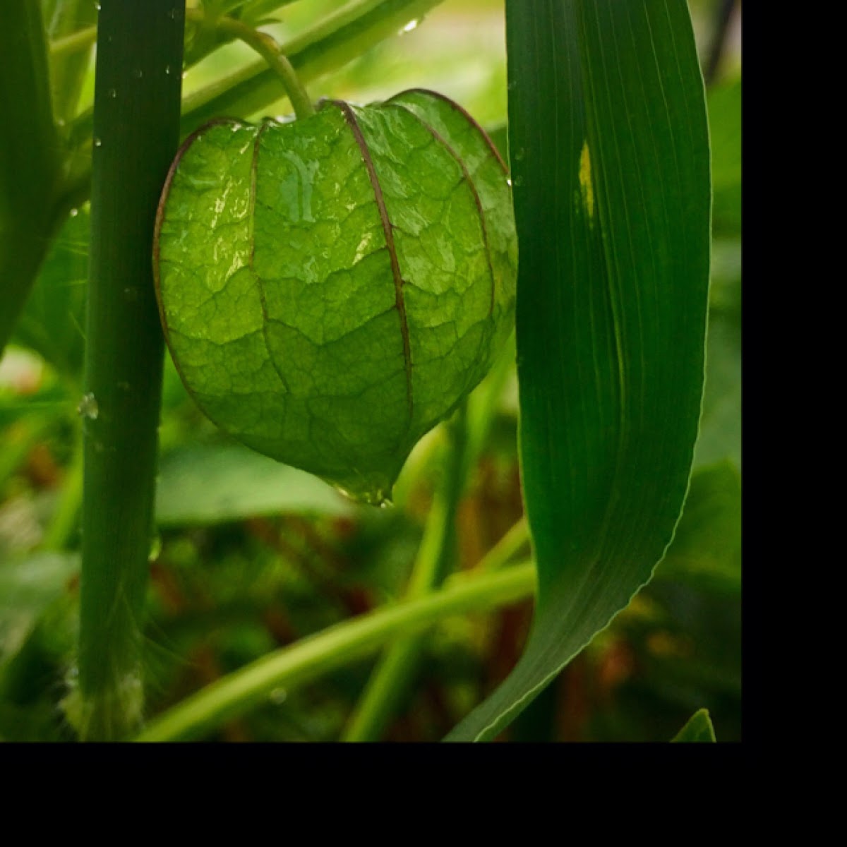 Ground Cherry