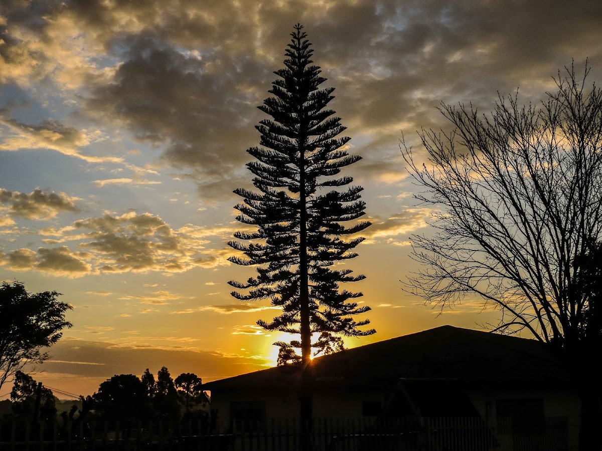 Norfolk Island pine