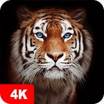 Cover Image of ดาวน์โหลด วอลเปเปอร์เสือ 4K 5.0.92 APK