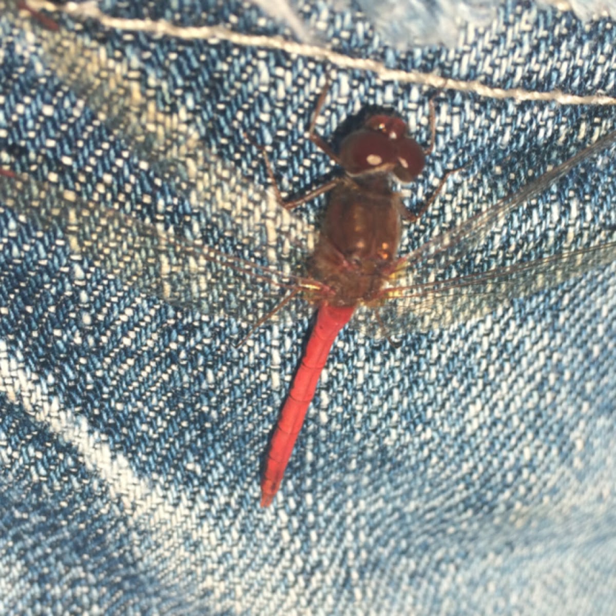 Autumn Meadowhawk