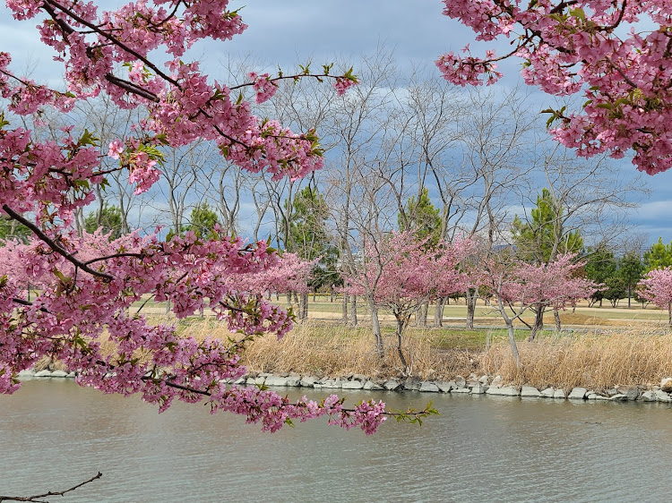 アルファードの児島湖花回廊・河津桜・岡南飛行場・ドライブスルー花見に関するカスタム事例の投稿画像6枚目