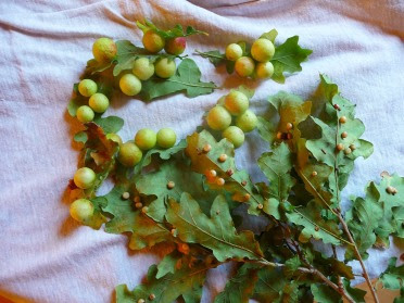 Galasy na liściach dębu galls on oak leaves