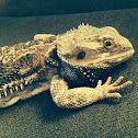 Bearded Dragon