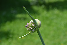 https://i0.hippopx.com/photos/960/939/722/garlic-blossom-bloom-leek-preview.jpg