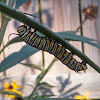 Monarch caterpillar