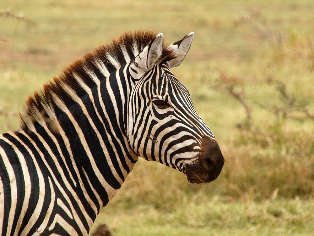 Cebra común (Plains zebra)