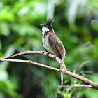 Red-Whiskered Bulbul (श्वेतबक्ष जुरेली)