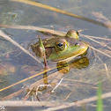 Pig Frog