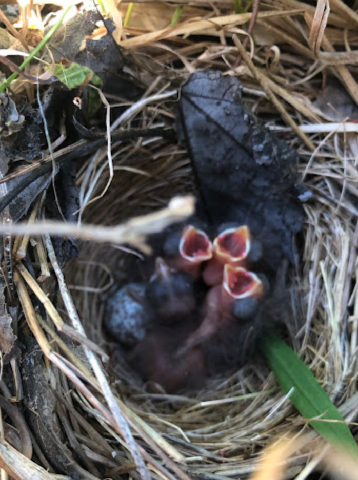 Baby Song sparrows