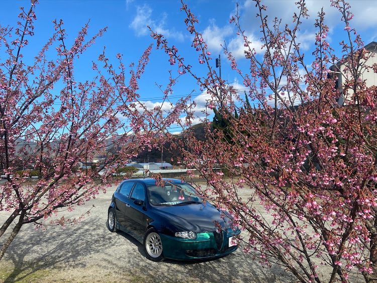 147の桜コラボ・土肥桜・ちょっと早かった・海が好きに関するカスタム事例の投稿画像5枚目