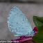 Holly Blue?