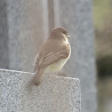 Eastern phoebe