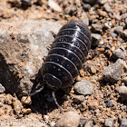 Pill Woodlouse