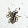 Twinflagged Jumping Spider