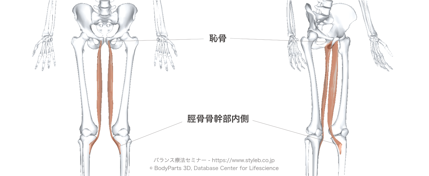 薄筋