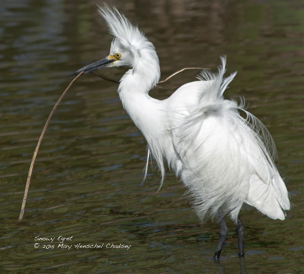 Snowy Egret