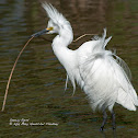 Snowy Egret