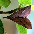 Snout Moth