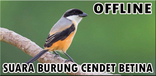 Suara Burung Cendet Betina التطبيقات على Google Play