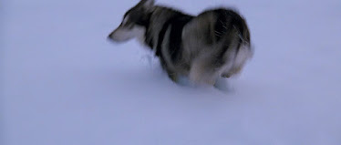 The dog in the opening scene of the movie 'The Thing'