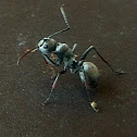 ant