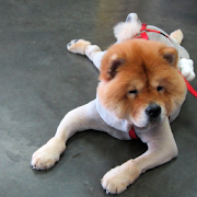 Chow Chow Dogs Wallpapers  Icon