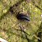 Carrion beetle larva