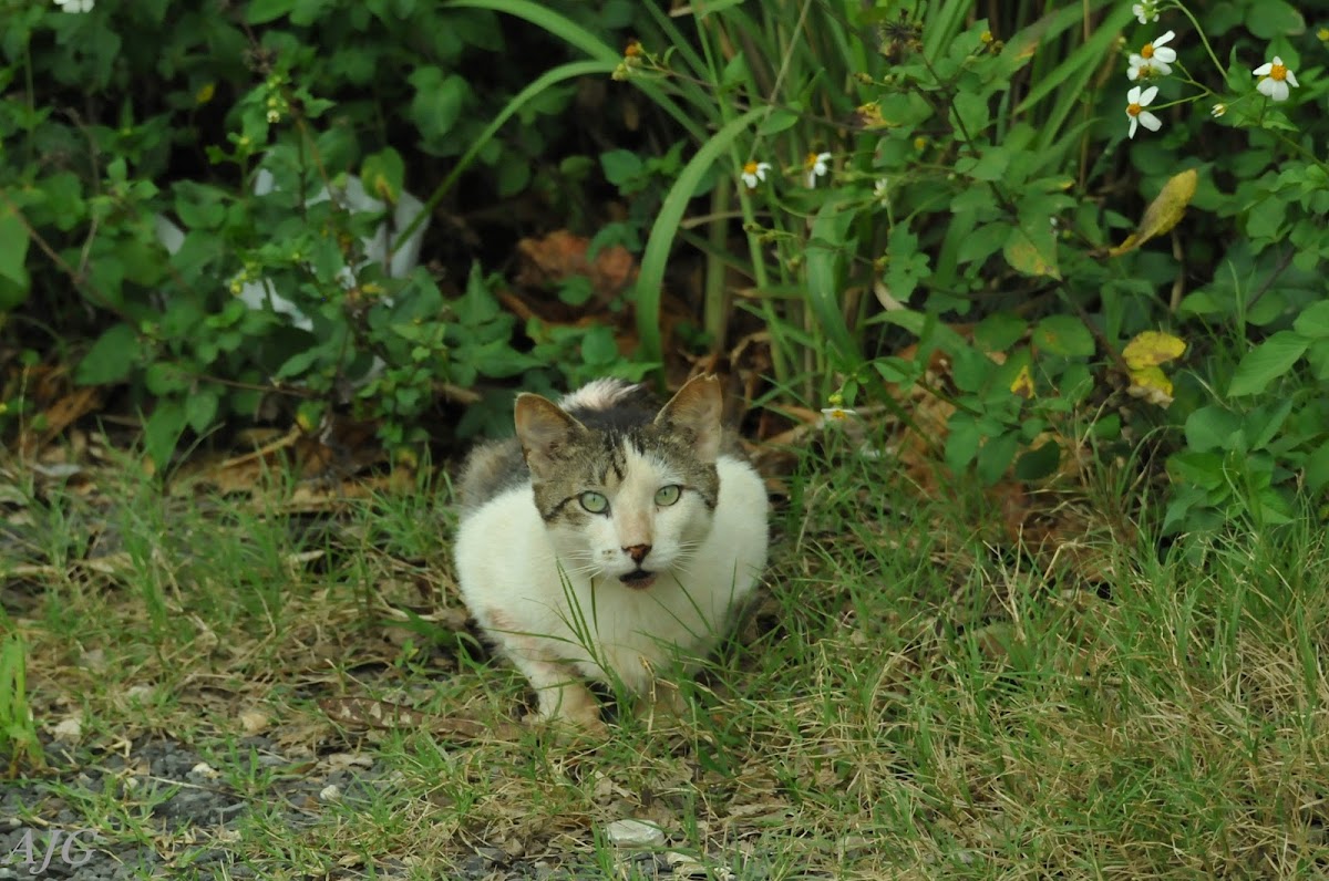 feral cats