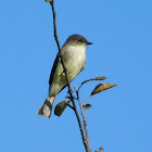 Eastern Phoebe