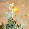 Scarlet Globemallow