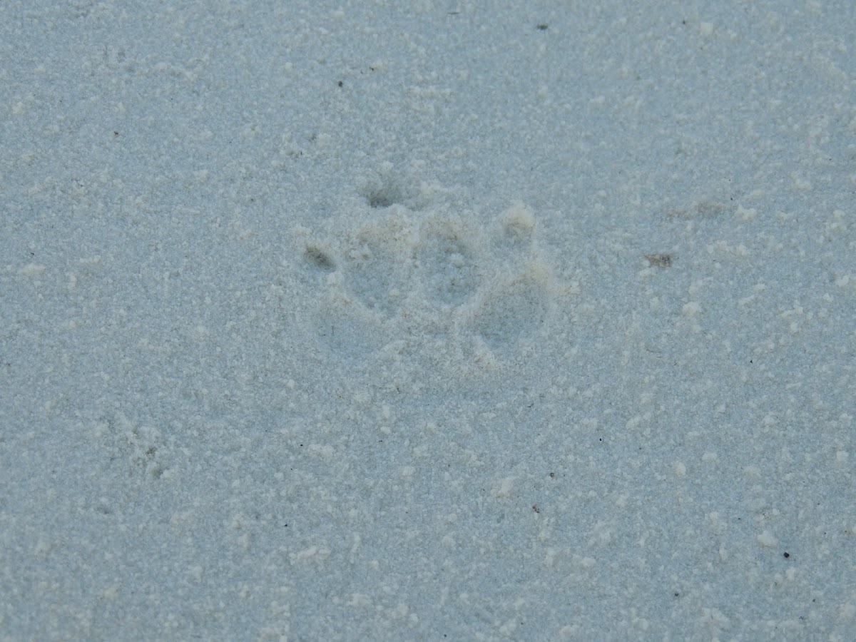 Kit Fox Tracks