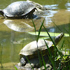 Red Eared Slider