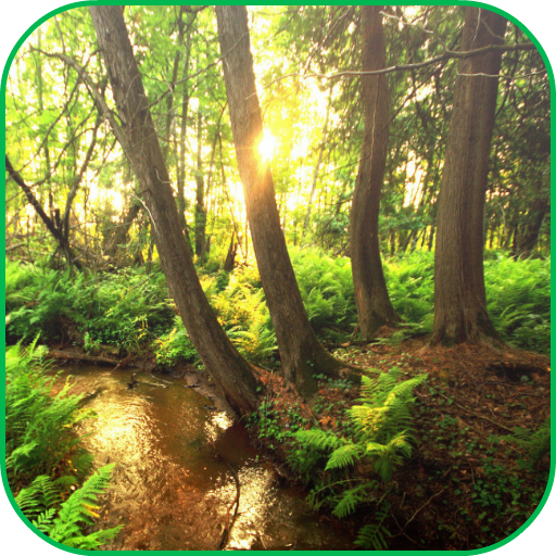 Forest Live Wallpaper 個人化 App LOGO-APP開箱王