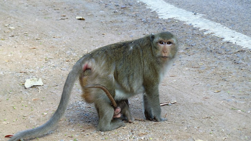 Monkey Morning in Cambodia 2016