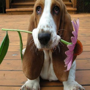 Basset Hound Live Wallpaper