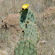 Desert Prickly Pear