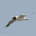 Black-headed Gull; Gaviota Reidora