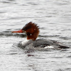 Common Merganser