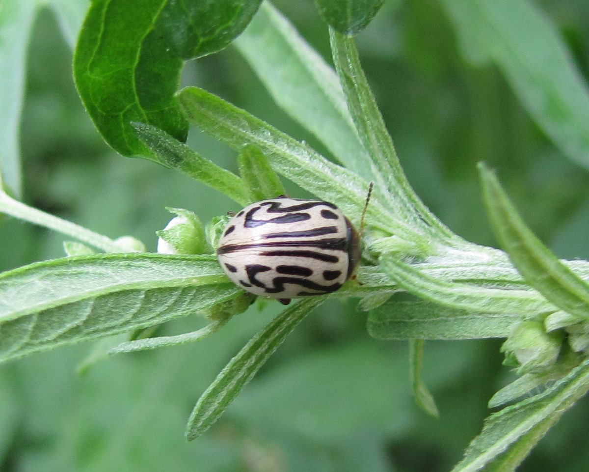 Parthenium Beetle