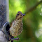 cassin's finch