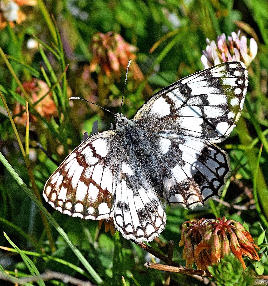 Esper's Marbled White Butterfly