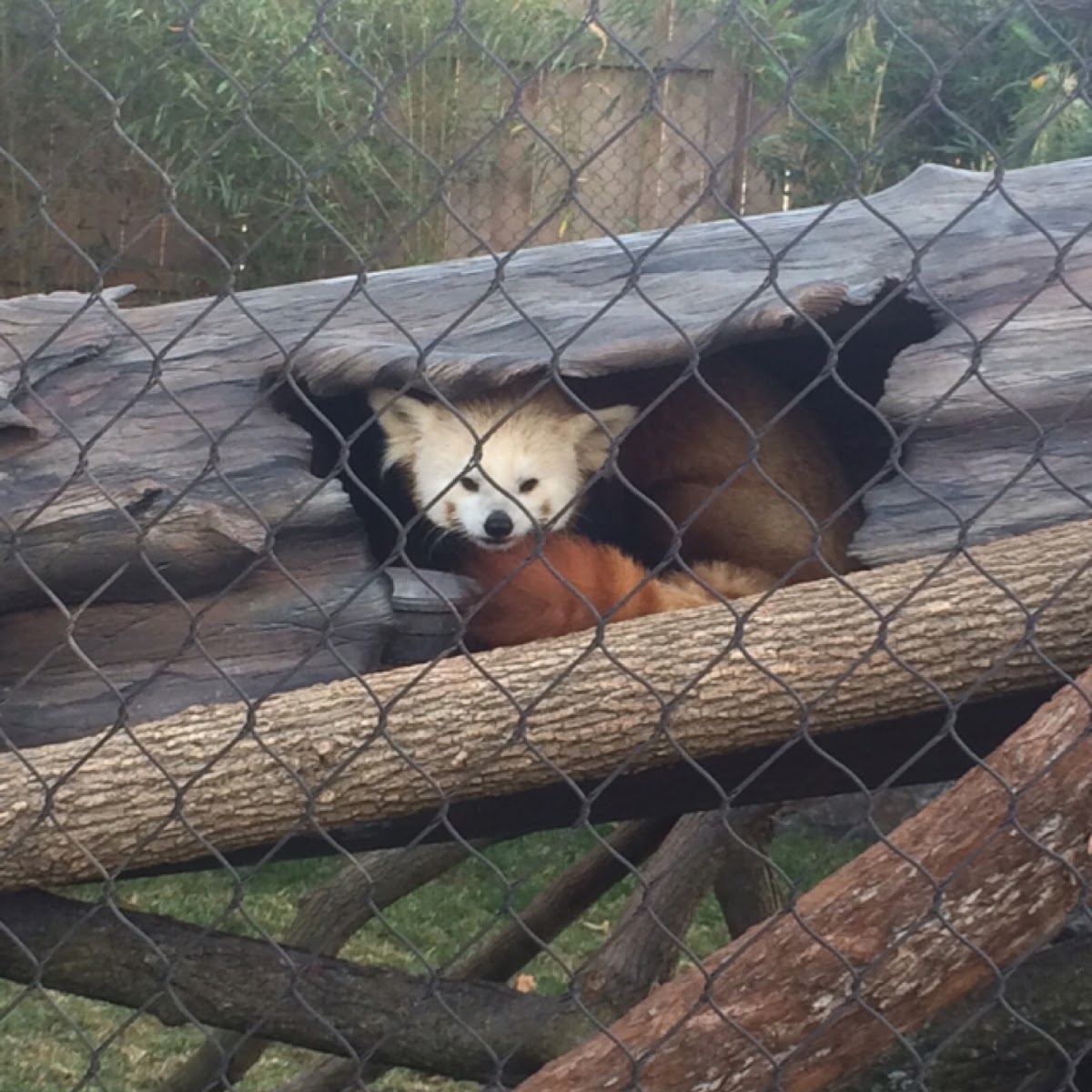 Red Panda