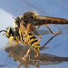 Robber Fly