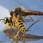 Robber Fly