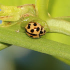 Variable Ladybird