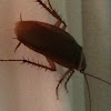 American Cockroach