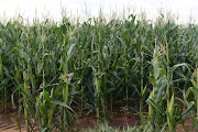 SA's maize production is set to reach a multiyear high in 2021. File image.